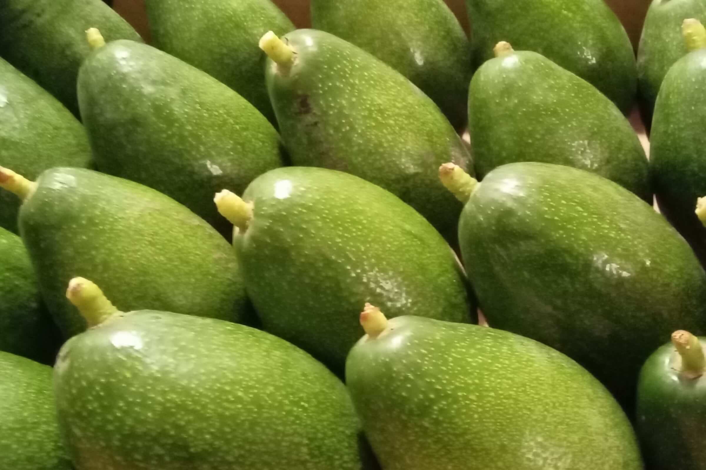 mangavop-avocado-gallery-10