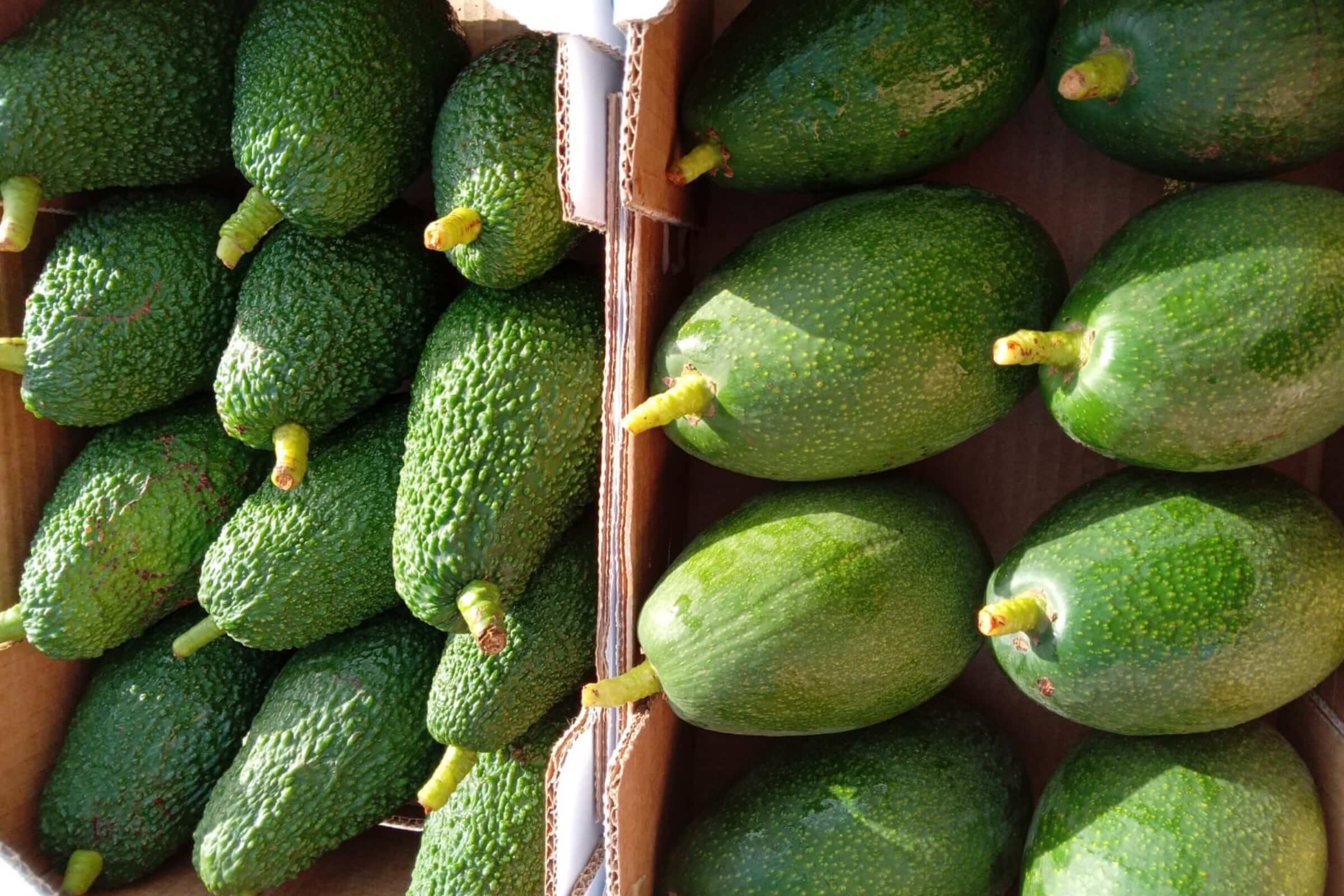 mangavop-avocado-gallery-11