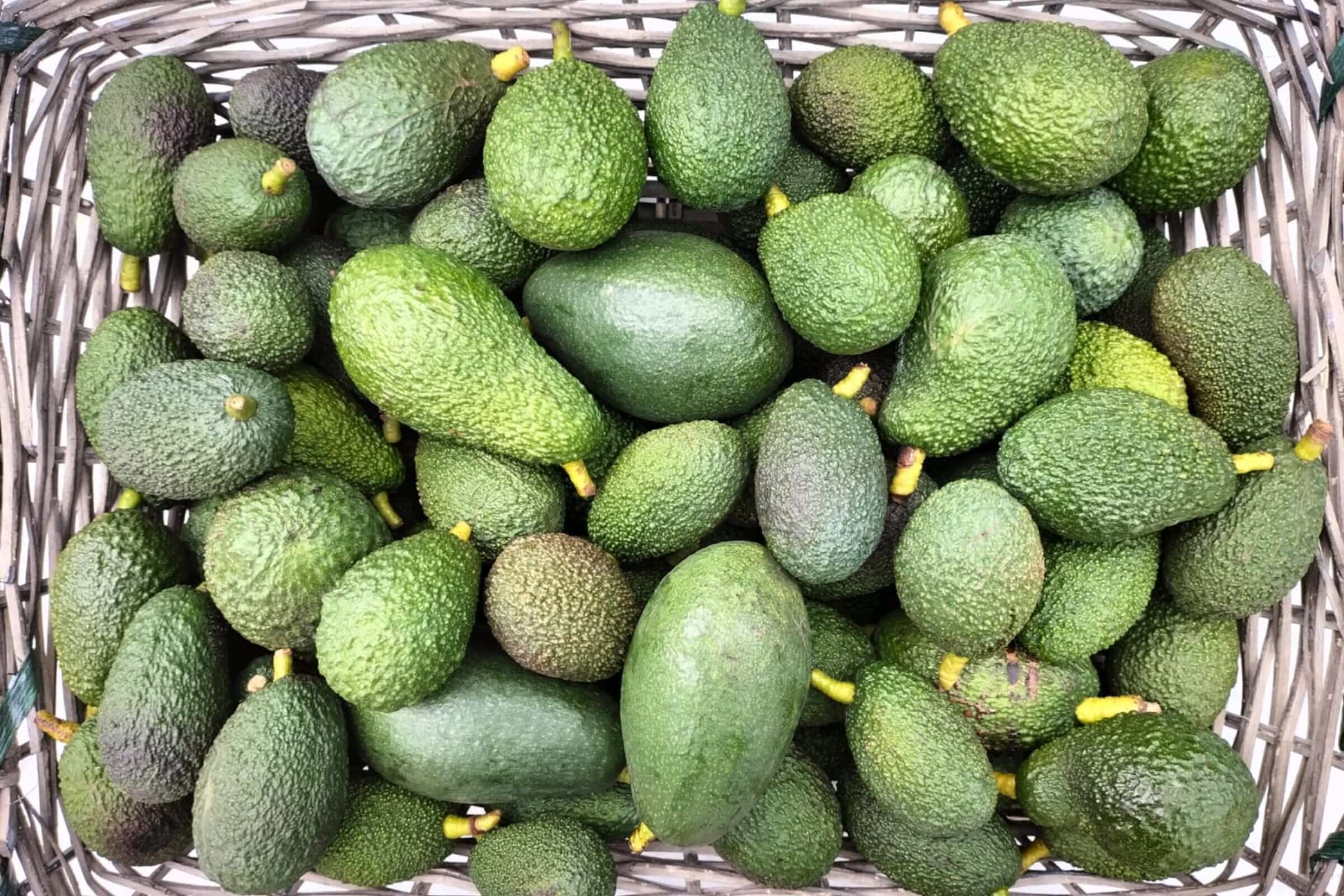 mangavop-avocado-gallery-20