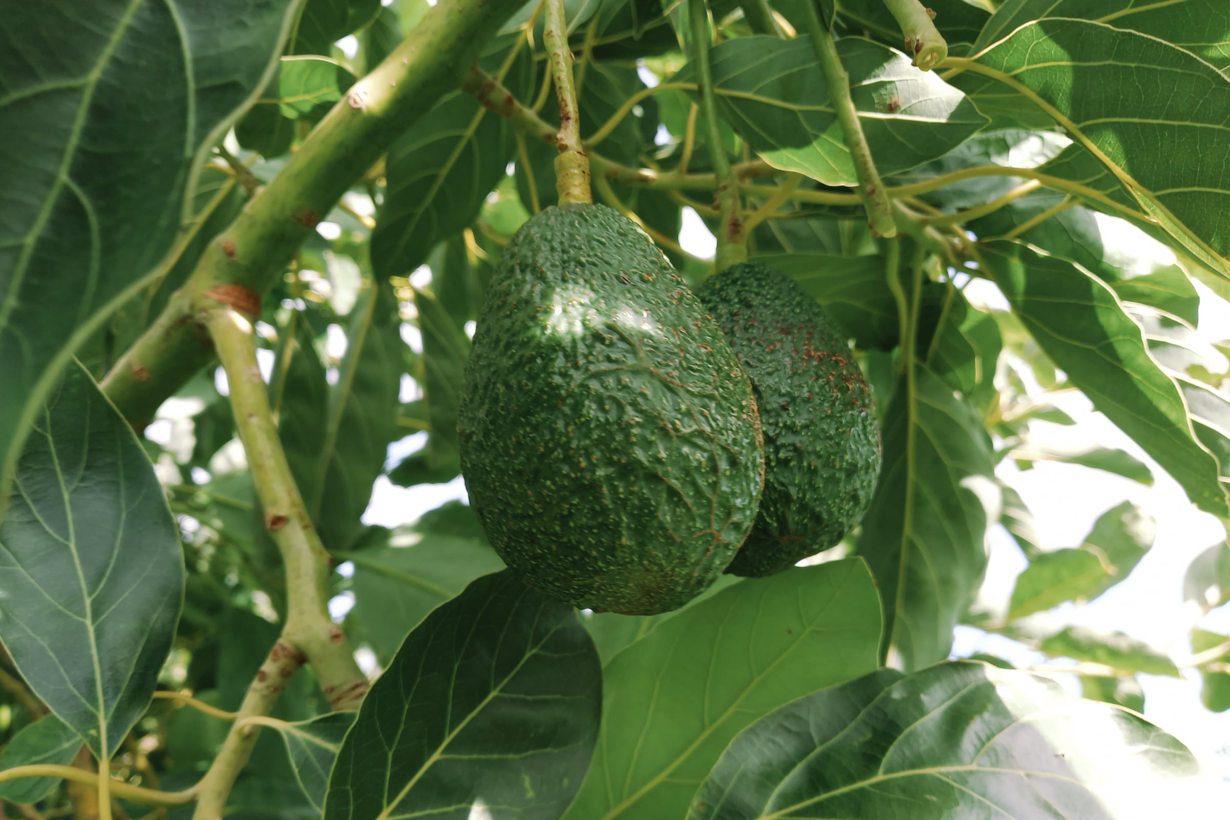 mangavop-avocado-gallery-25