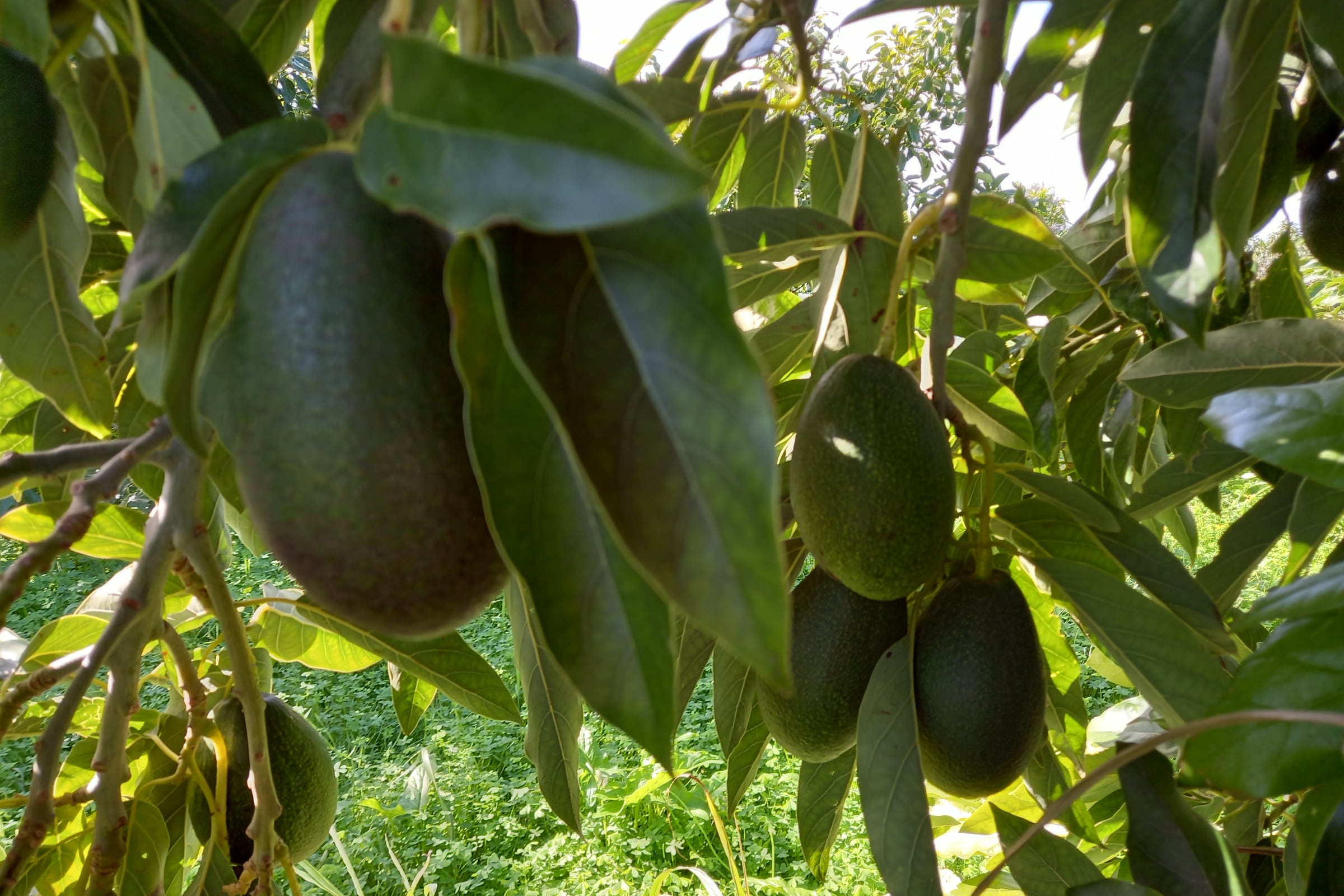 mangavop-avocado-gallery-26