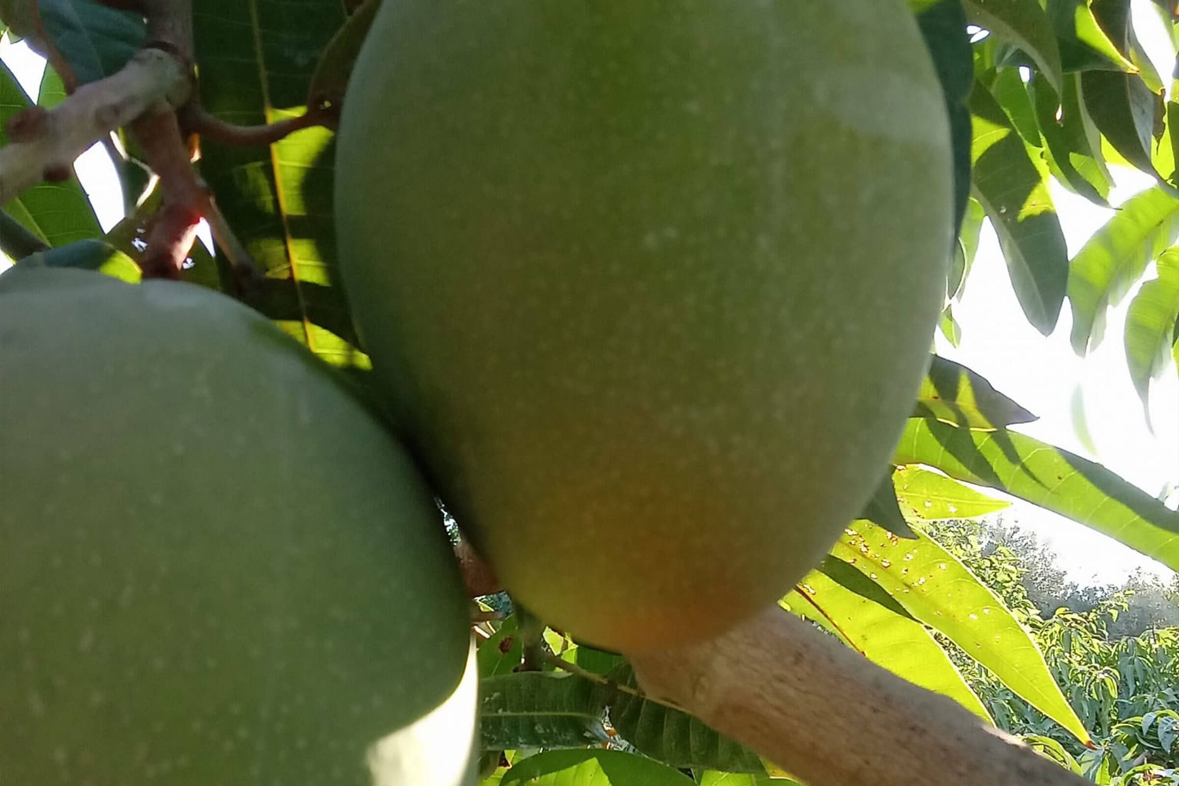 mangavop-mango-gallery-02