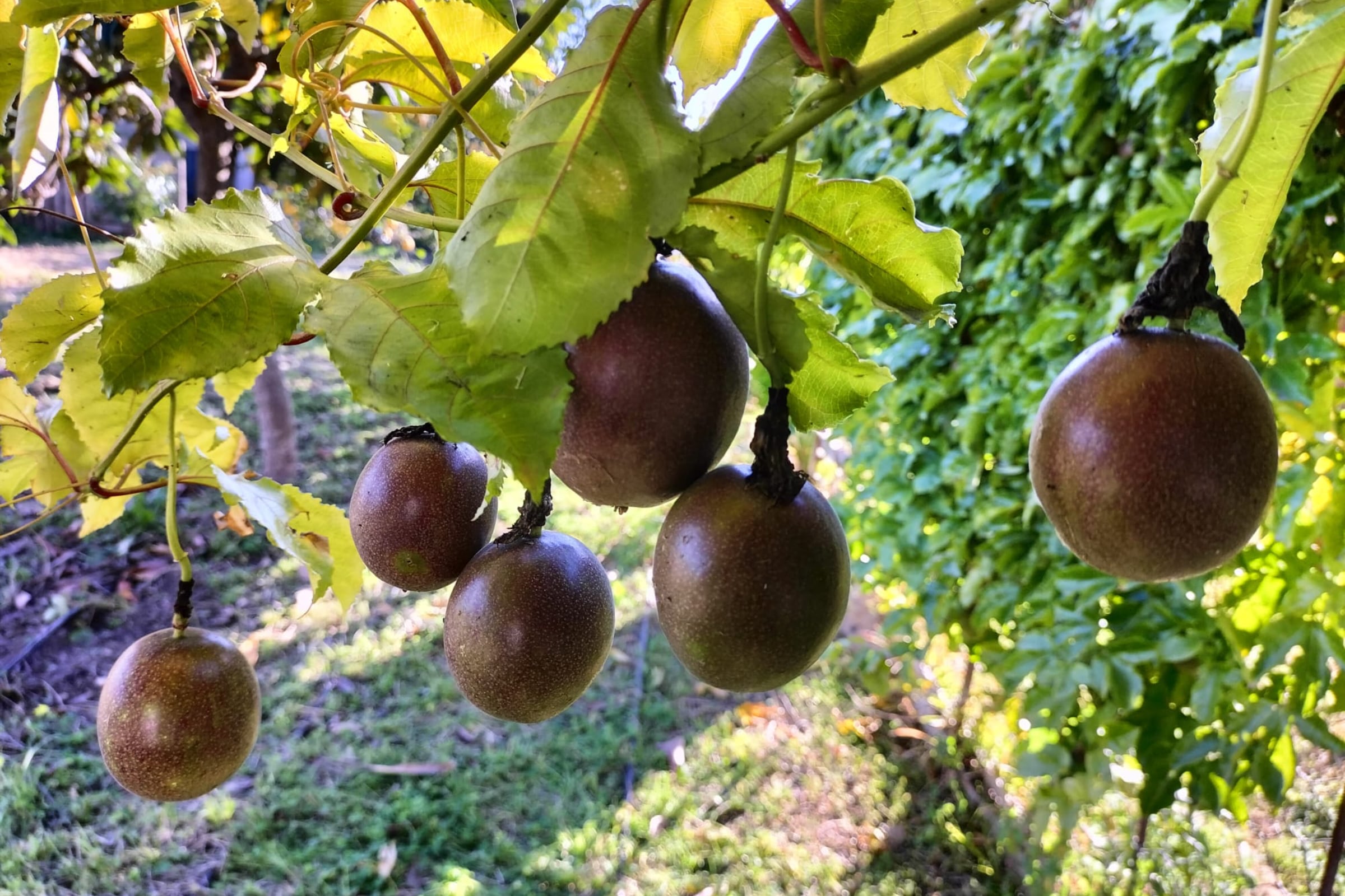 mangavop-passion-fruit-gallery-28
