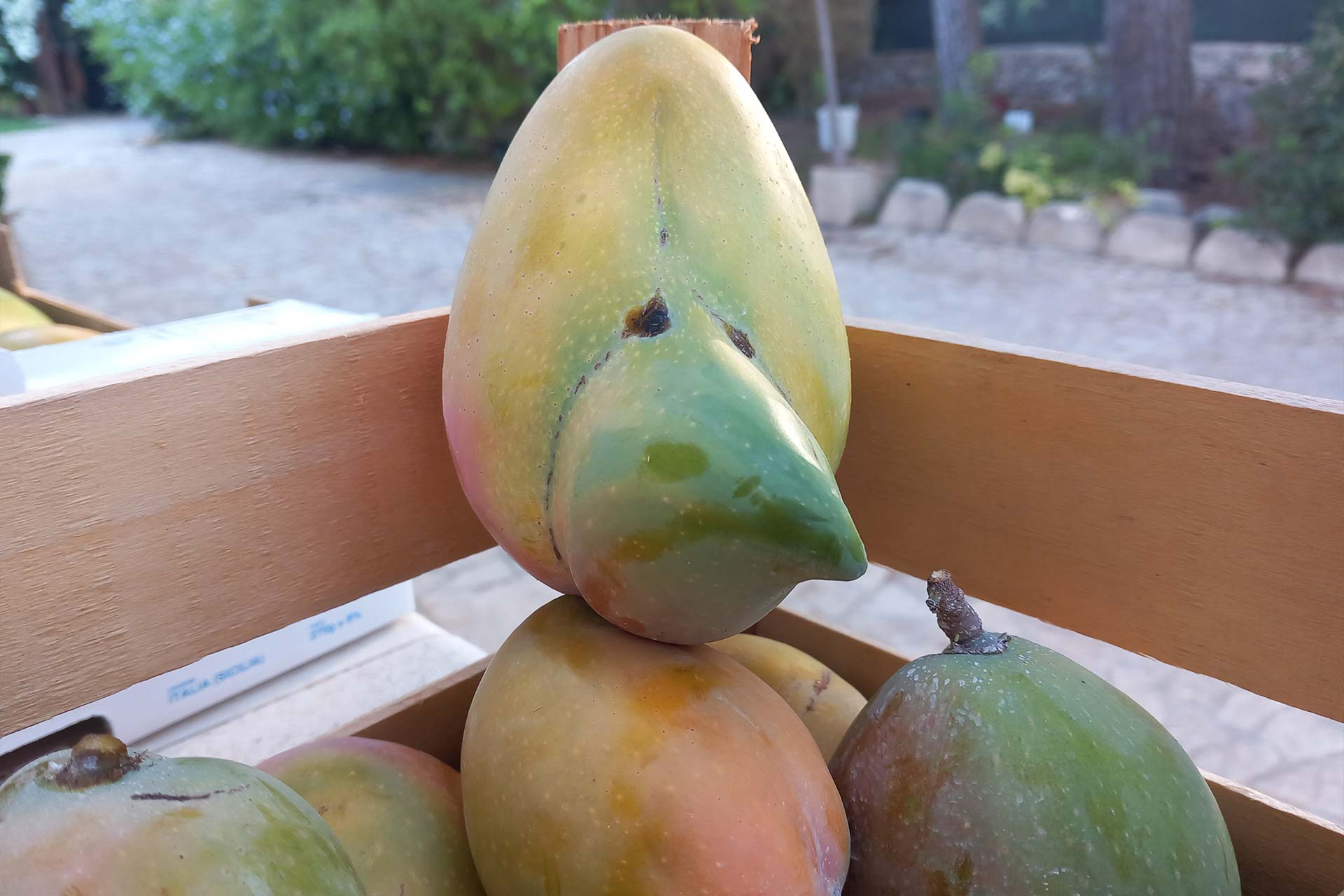 mangavop_mango_gallery_60