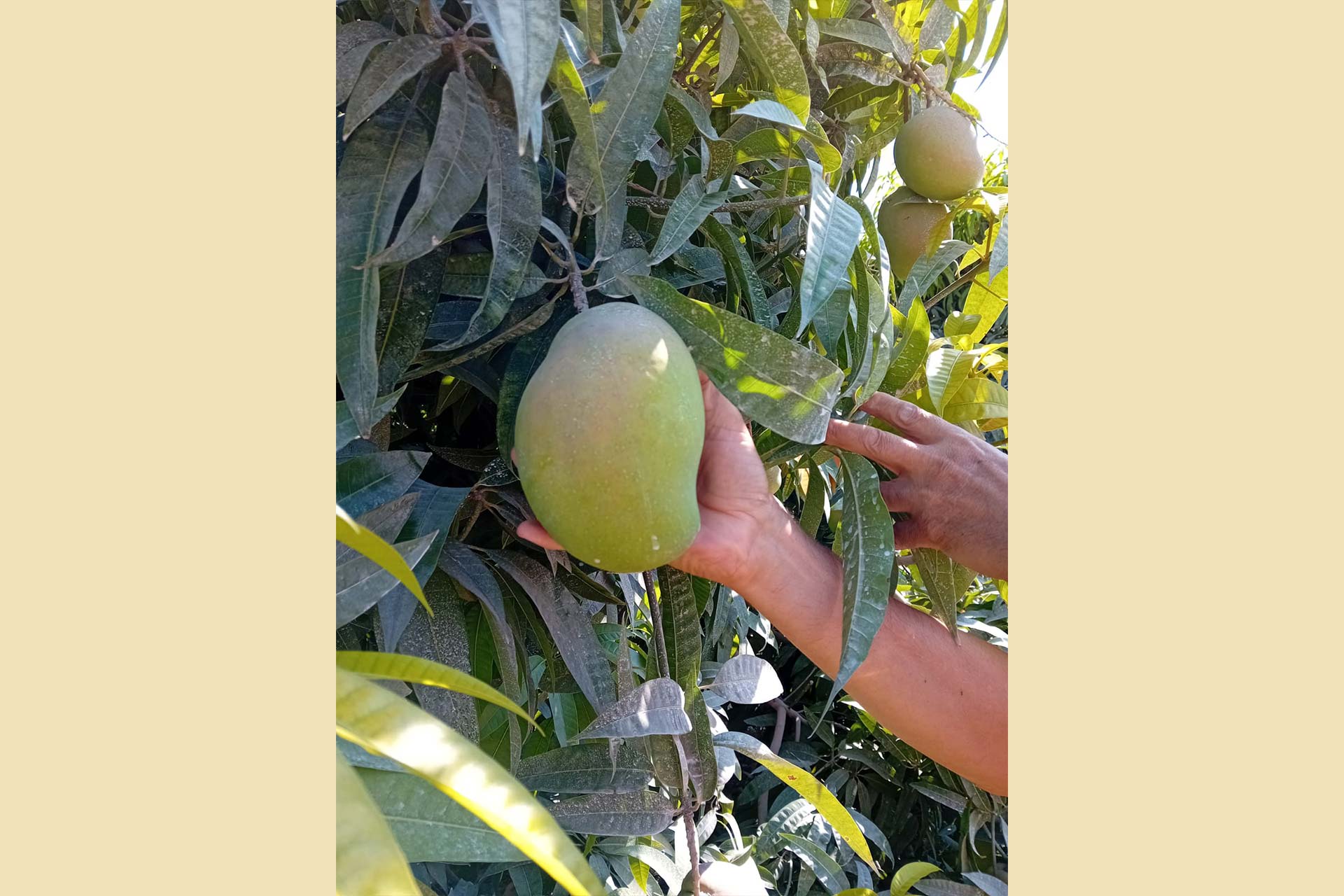 mangavop_mango_gallery_63