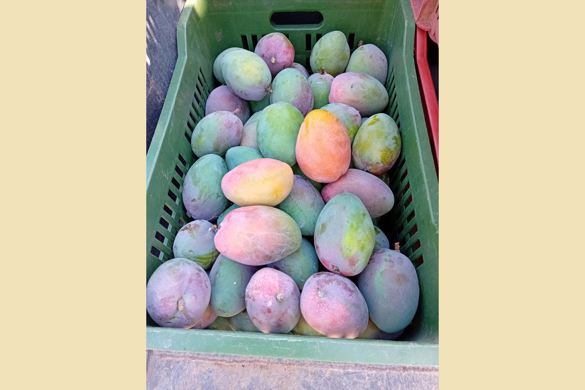 mangavop_mango_gallery_66